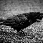 My Awakening Story by Surge Corvidae