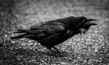My Awakening Story by Surge Corvidae